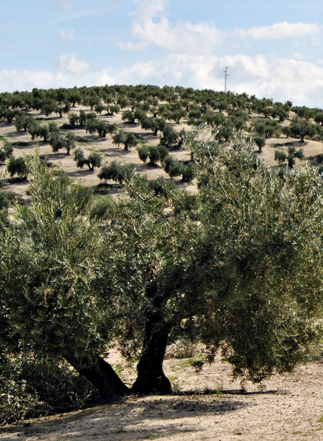 Ein Olivenbaum ist im Vordergrund, im Hintergrund viele weitere Olivenbäume. Wir befinden uns auf einer Olivenplantage.