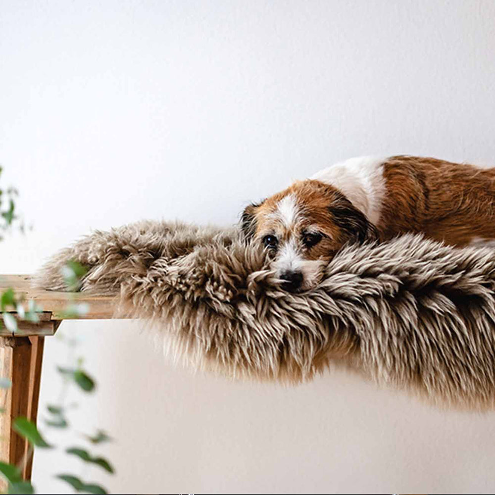 Hund liegt auf einem Lammfell auf einer Bank.